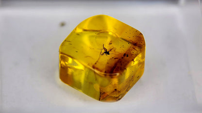 Baltic Amber 1
