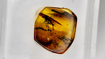 Baltic Amber 10