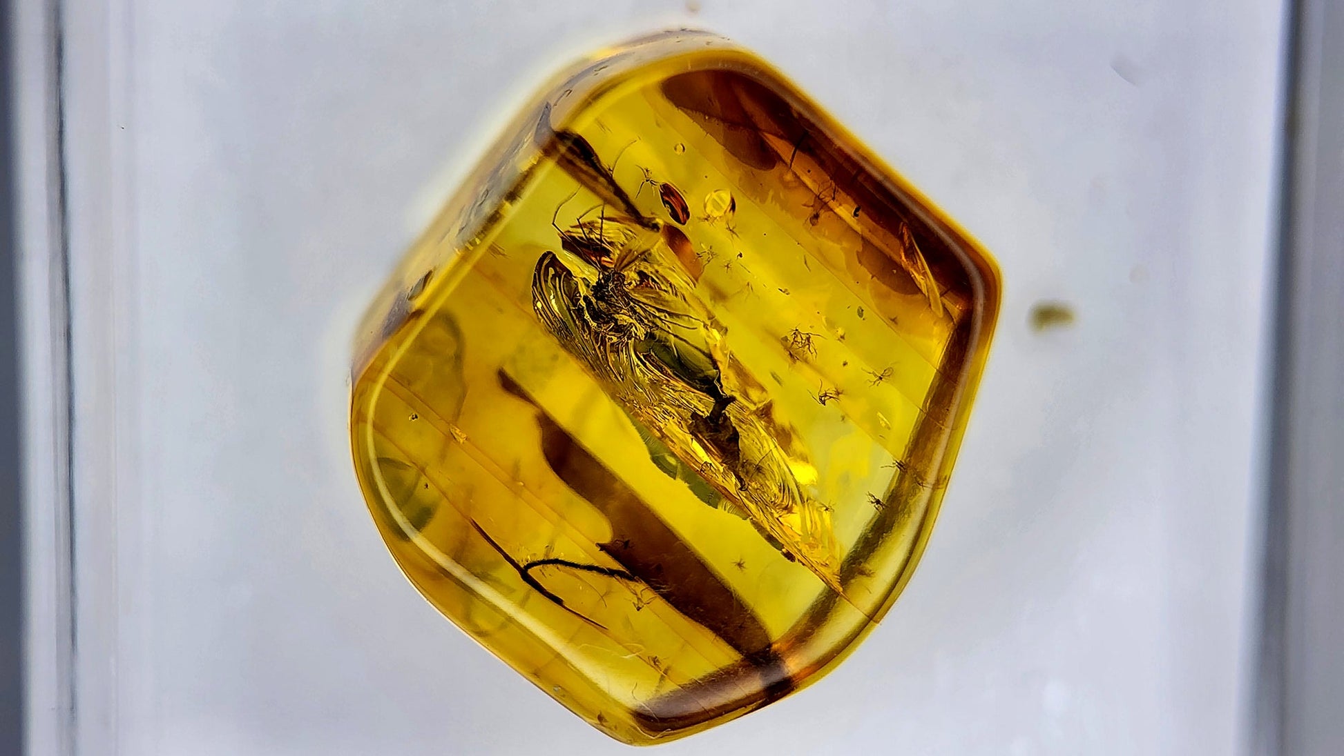 Baltic Amber 15
