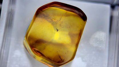 Baltic Amber 2