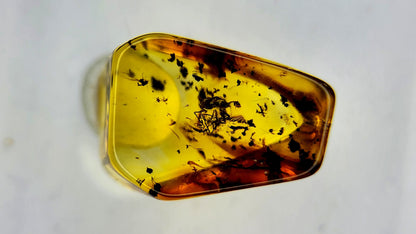 Baltic Amber 62