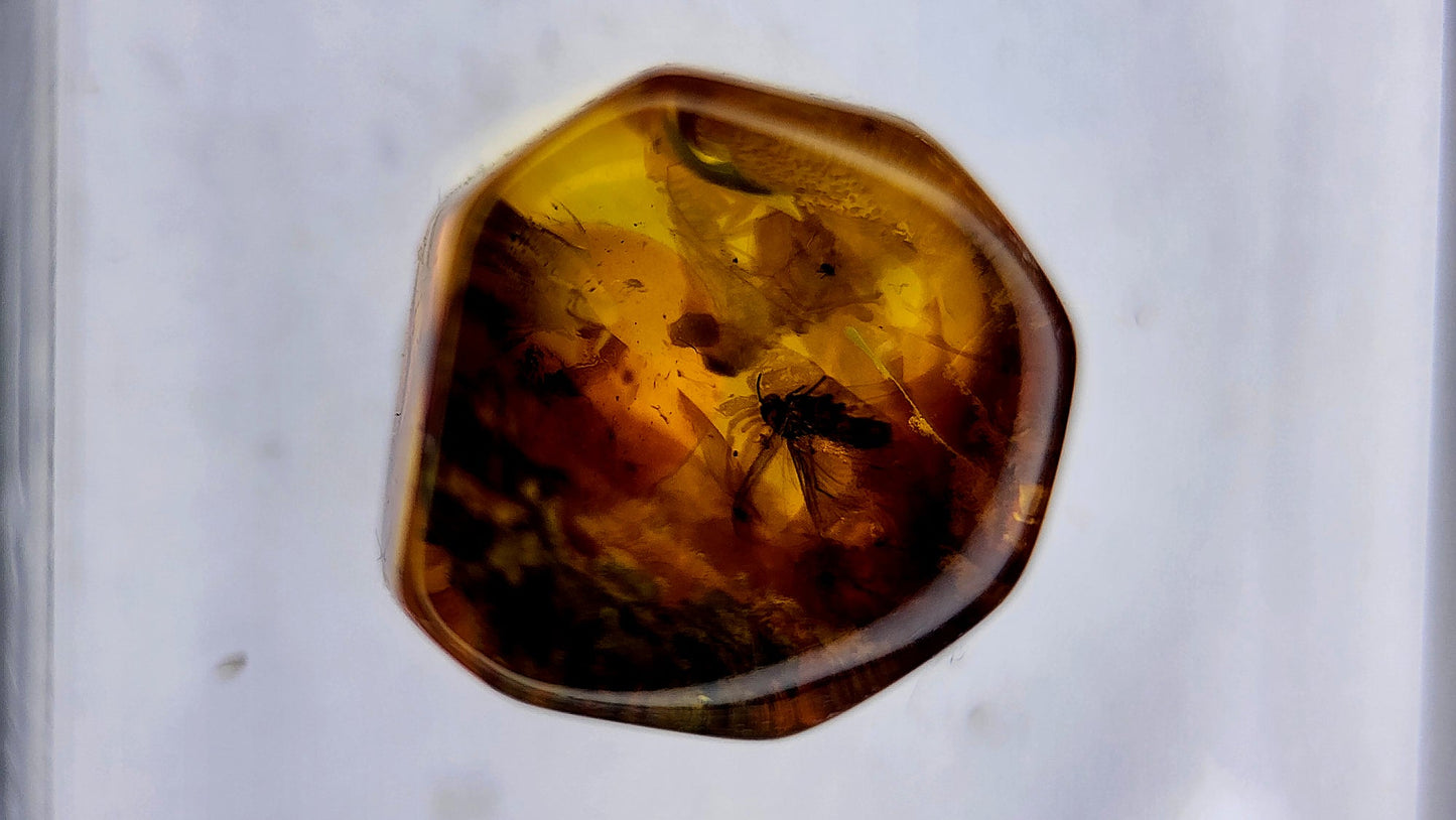 Baltic Amber 81