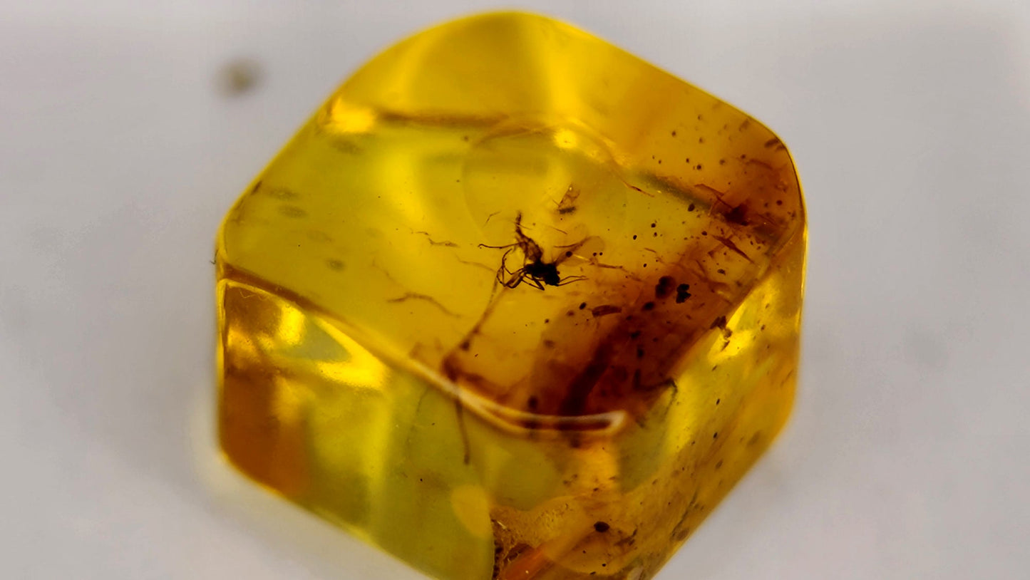 Insect Amber 1