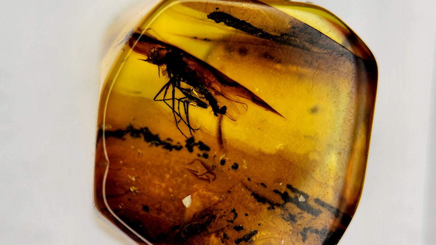 Insect Amber 10