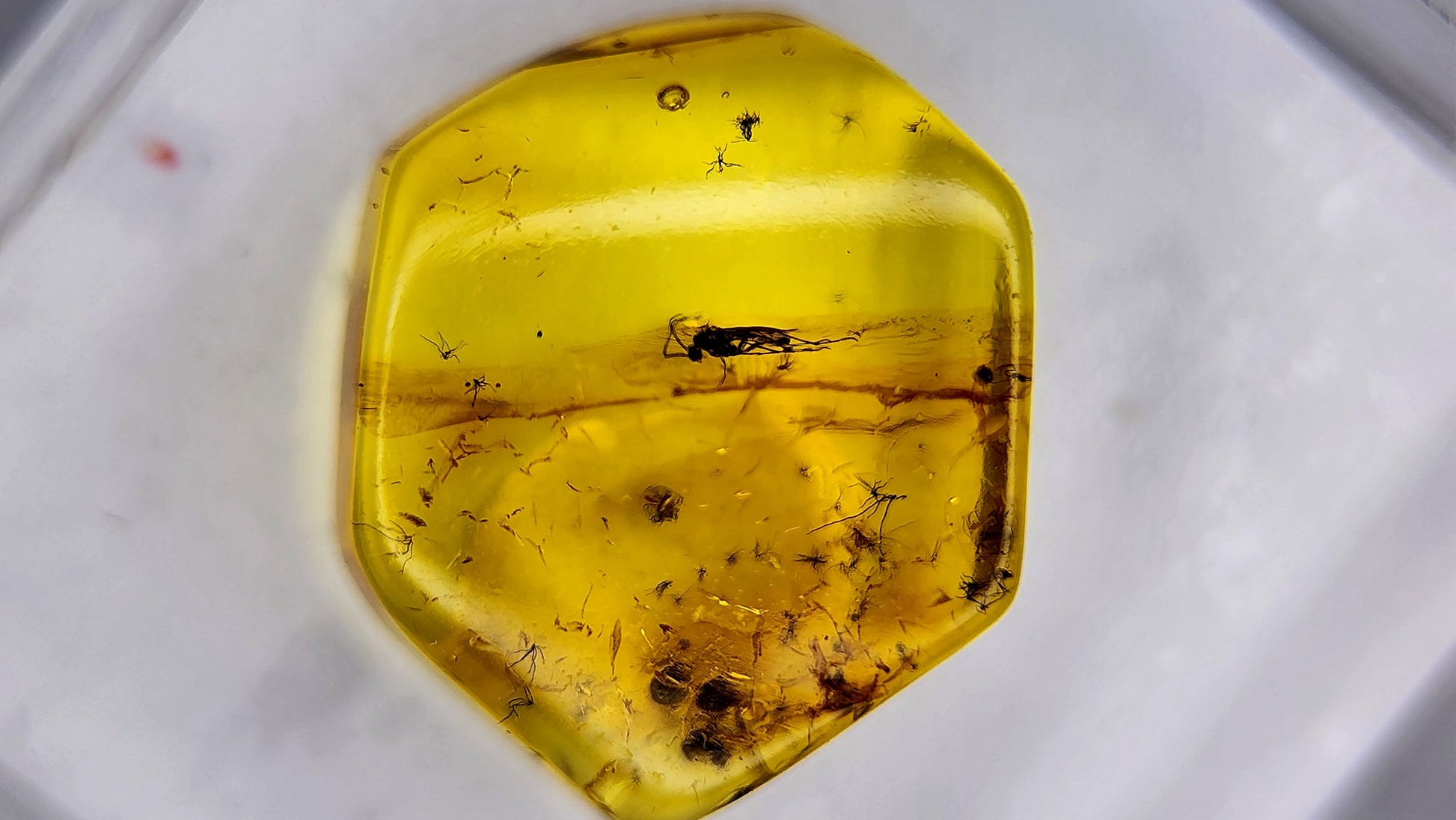 Insect Amber 17