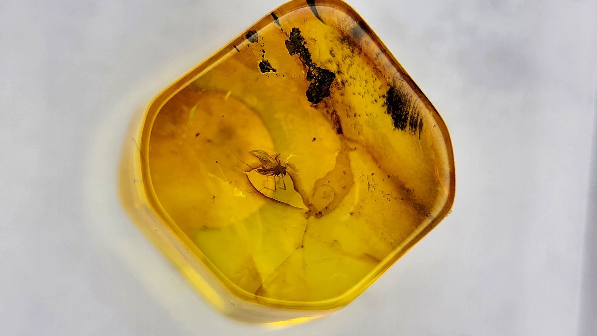 Insect Amber 19