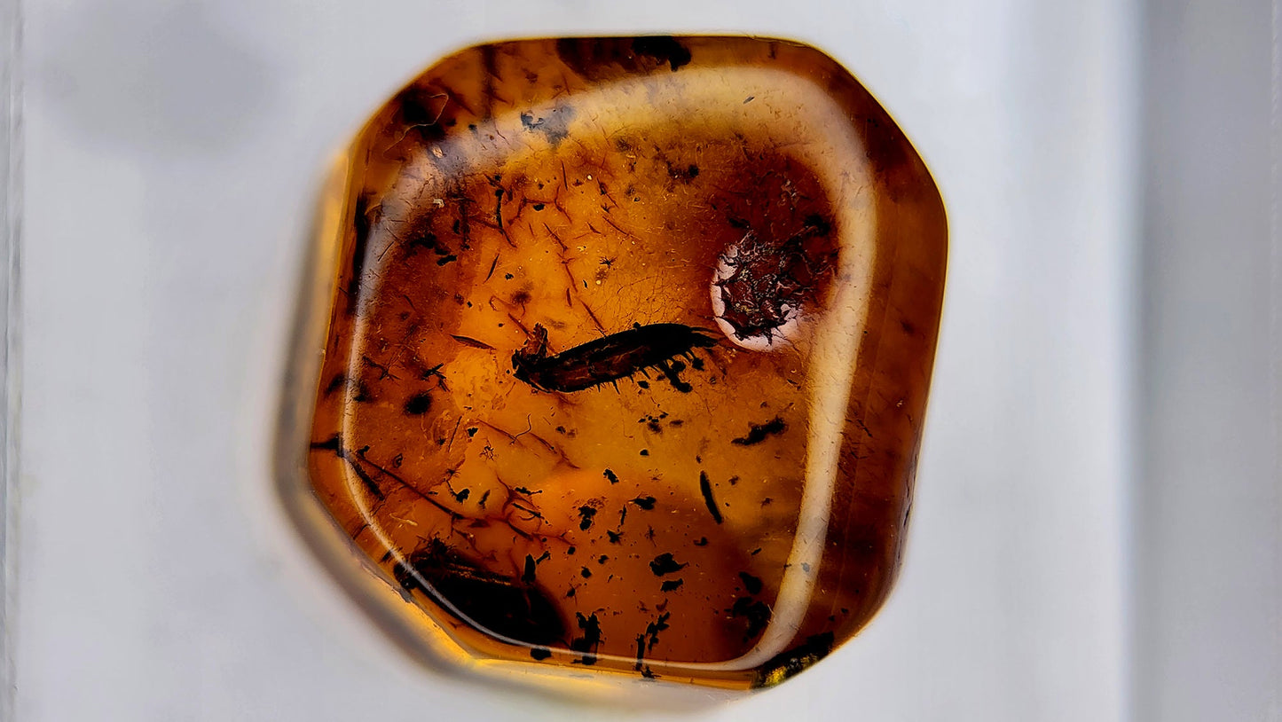 Insect Amber 20