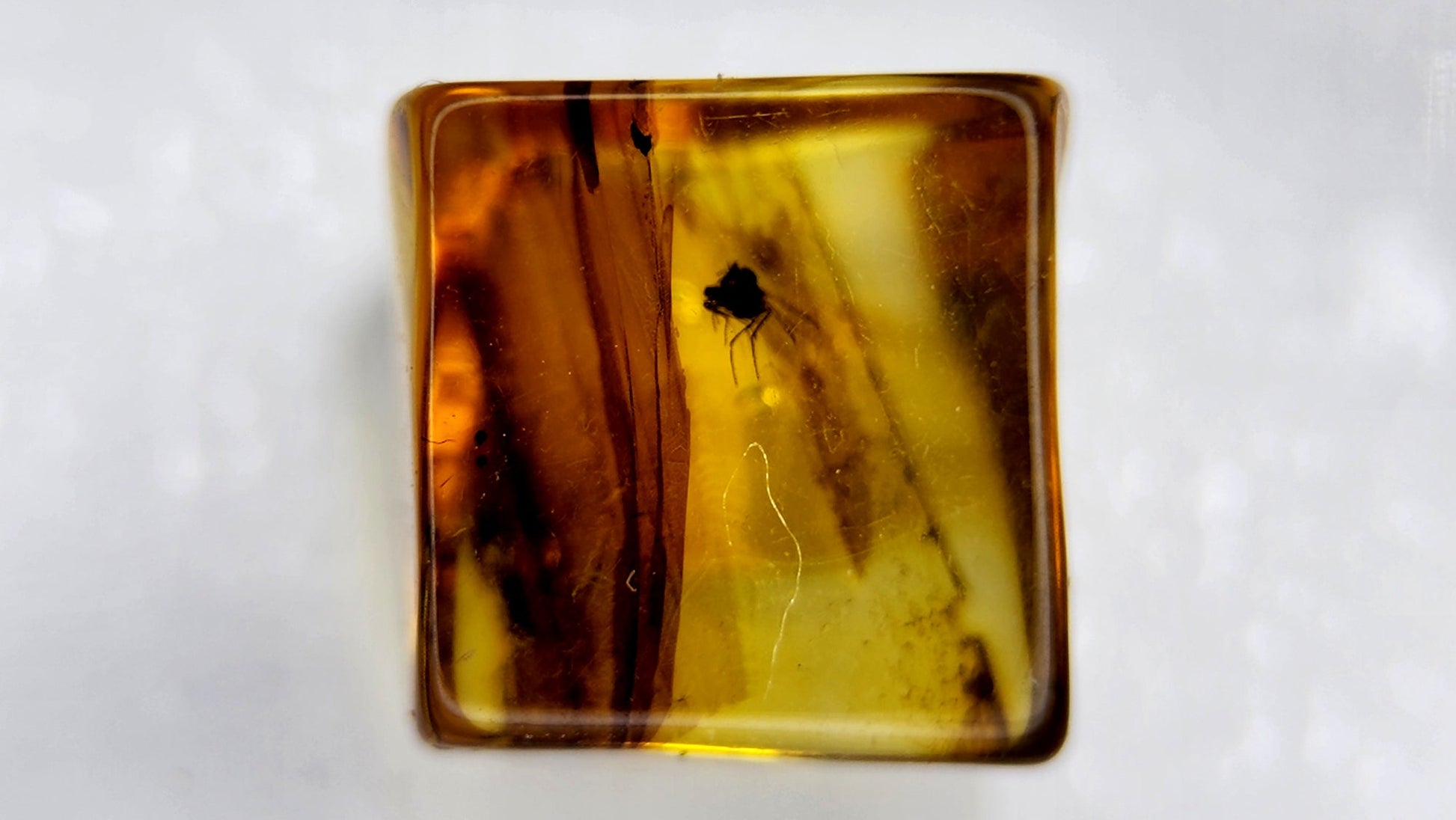 Insect Amber 21