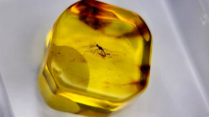 Insect Amber 22