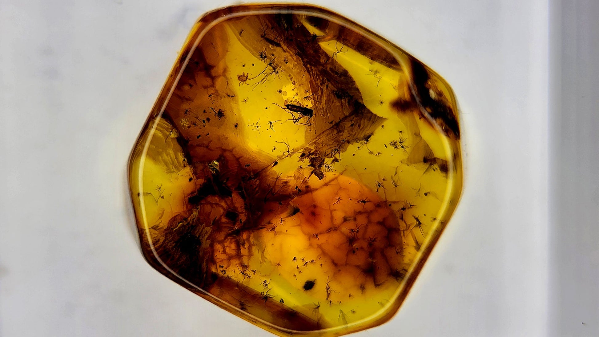 Insect Amber 23