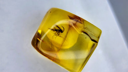 Insect Amber 24