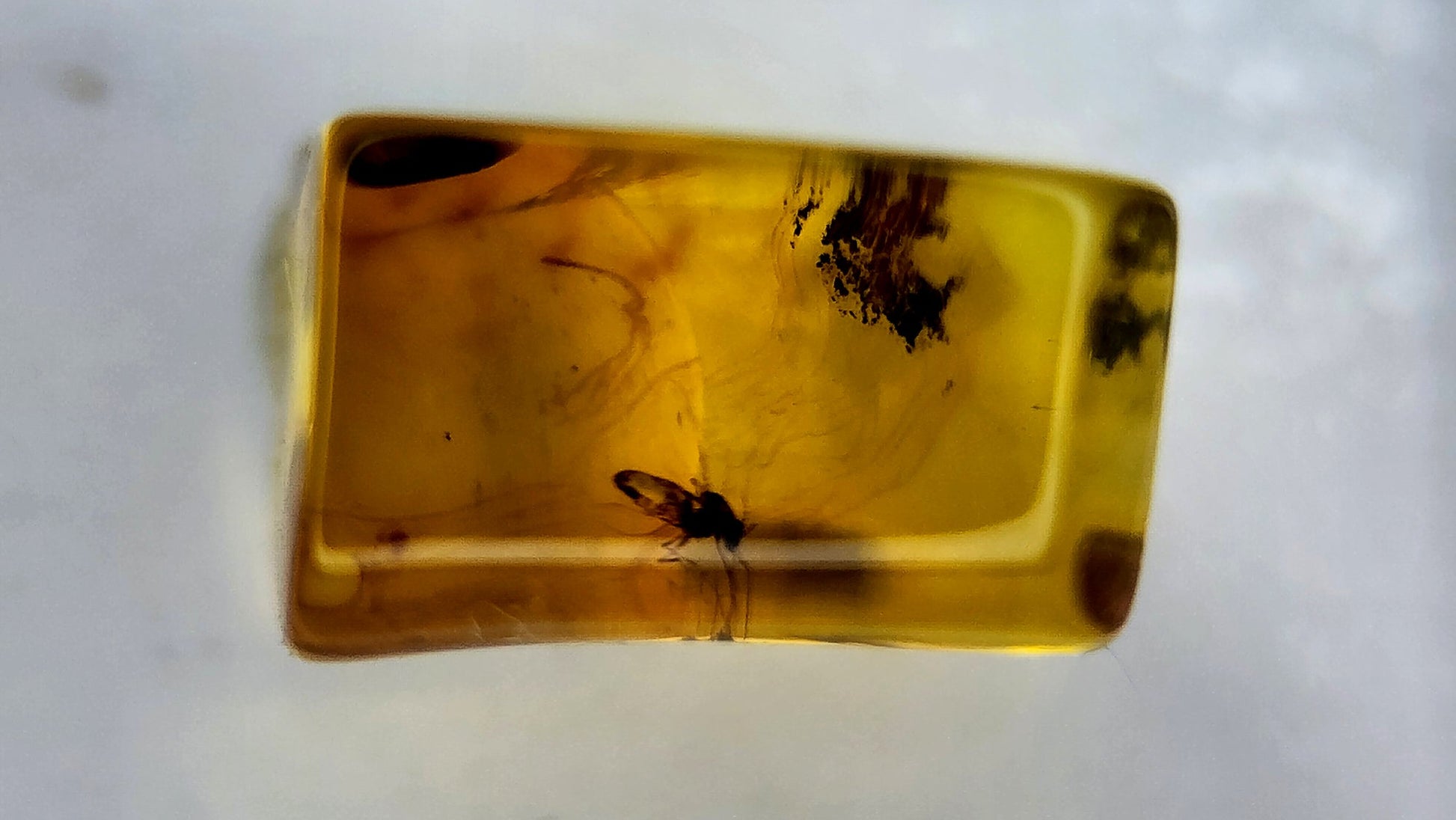 Insect Amber 25