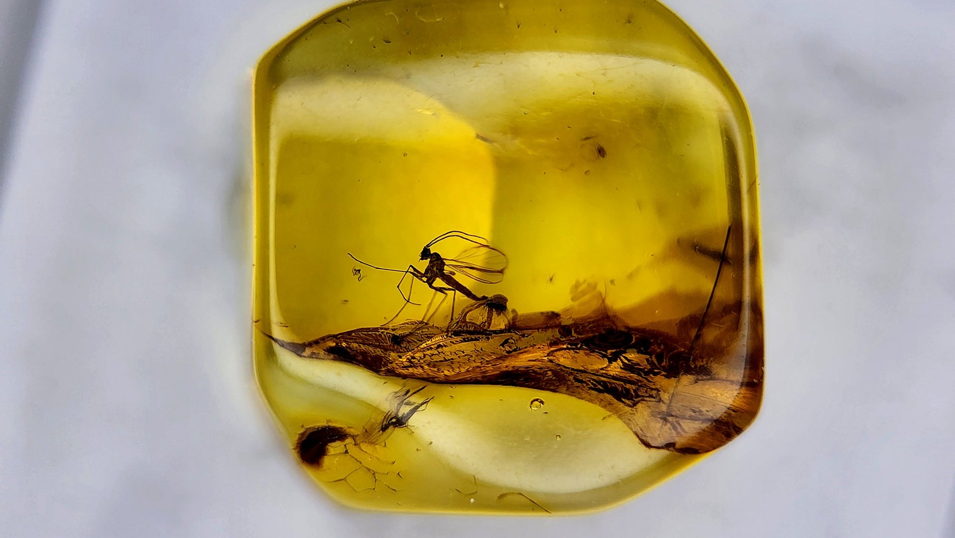 Insect Amber 28