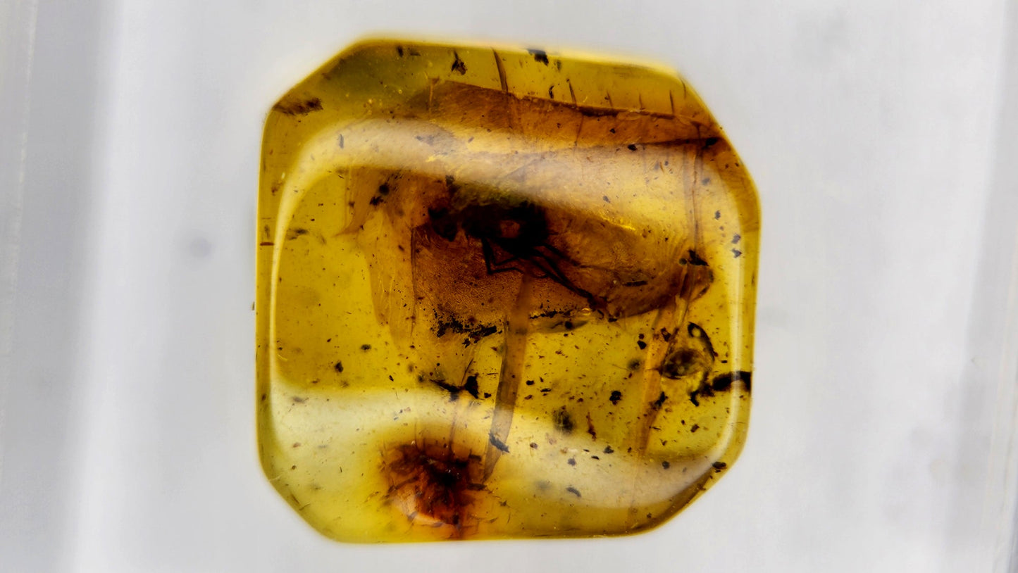 Insect Amber 29