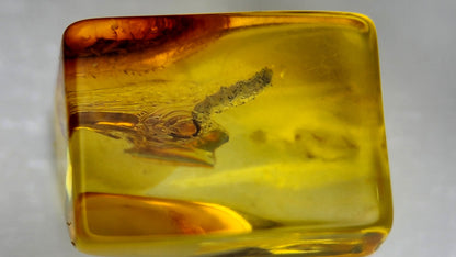 Insect Amber 3