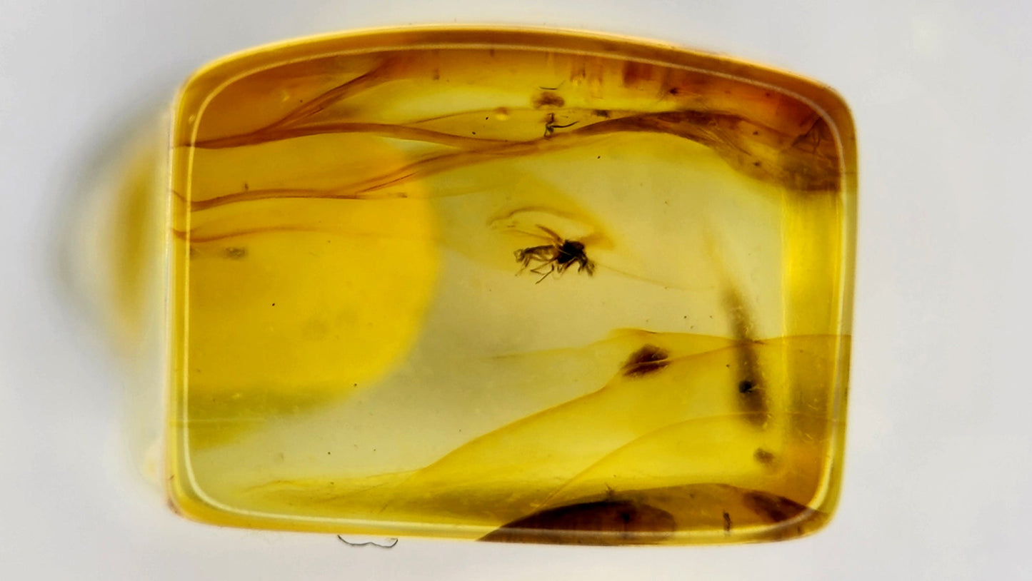 Insect Amber 30
