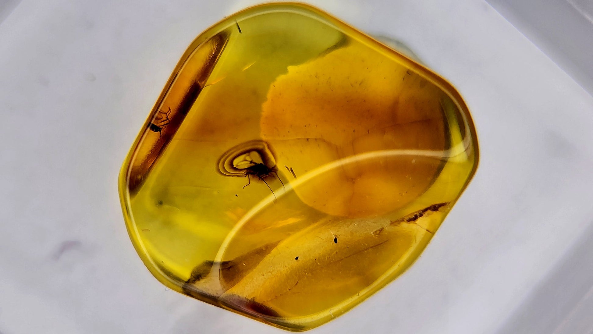 Insect Amber 31
