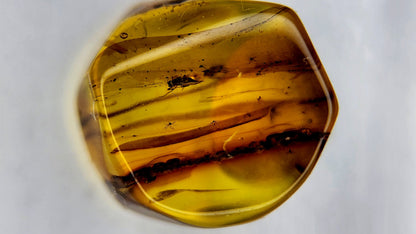 Insect Amber 32