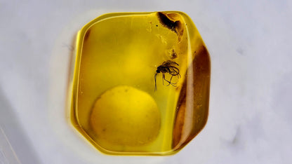 Insect Amber 33