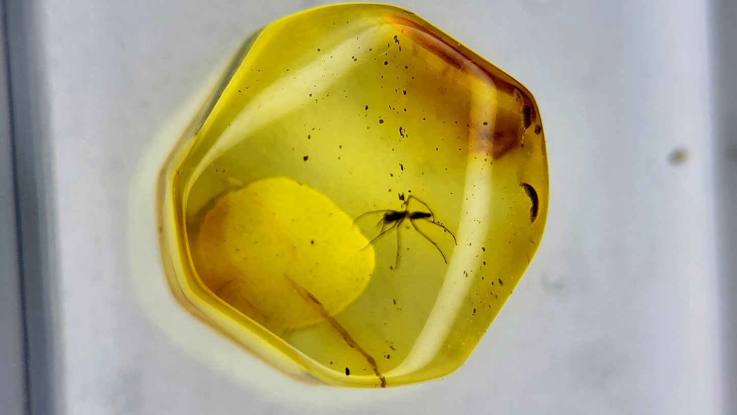 Insect Amber 34