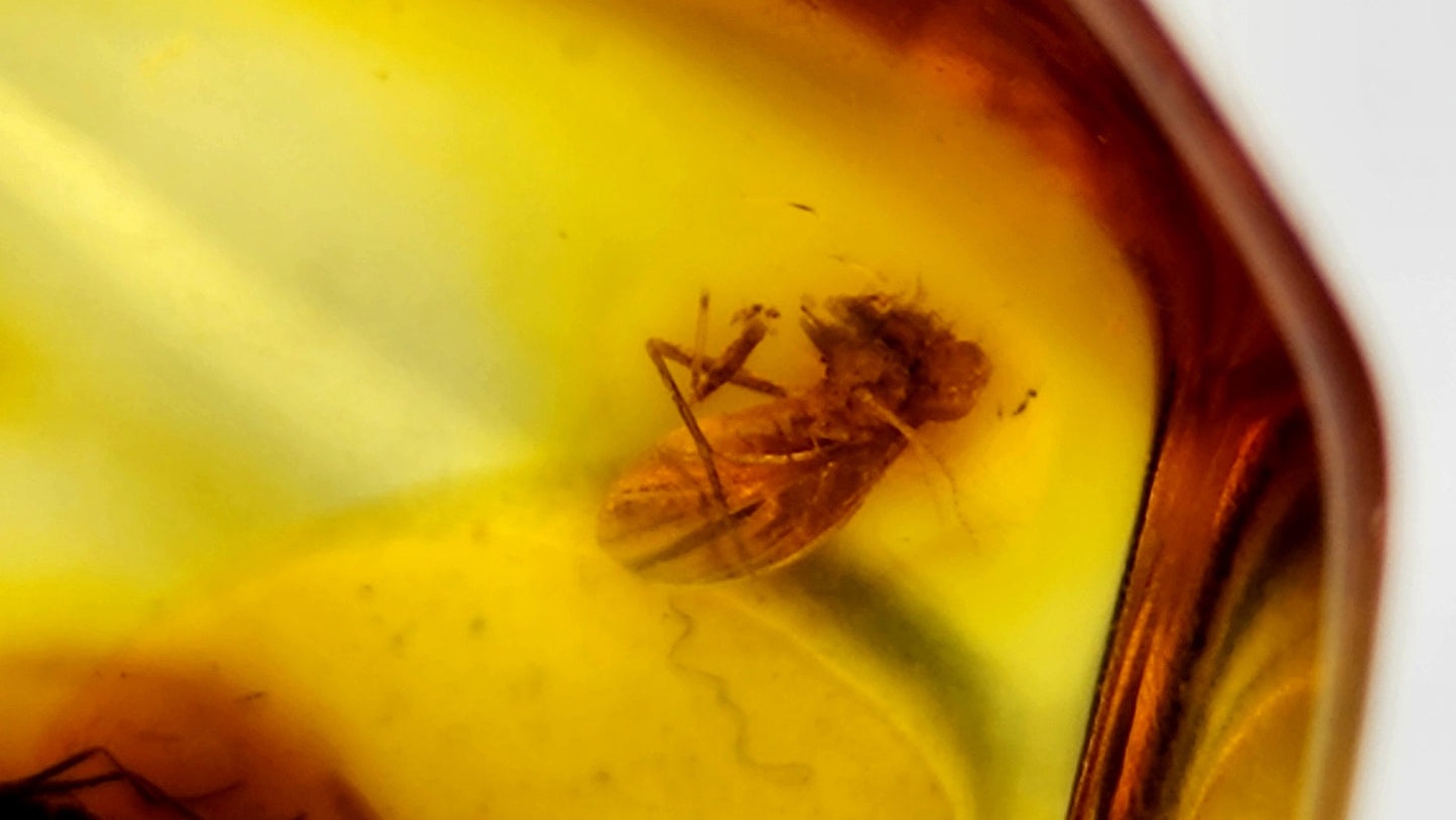 Insect Amber 35