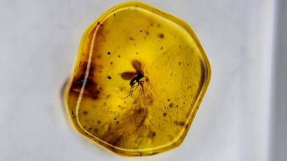 Insect Amber 37