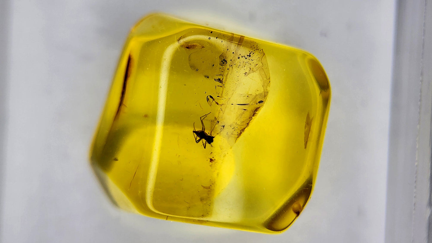 Insect Amber 38