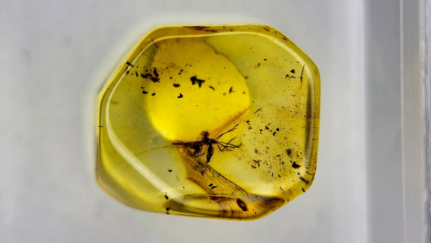 Insect Amber 39