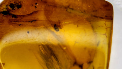 Insect Amber 4