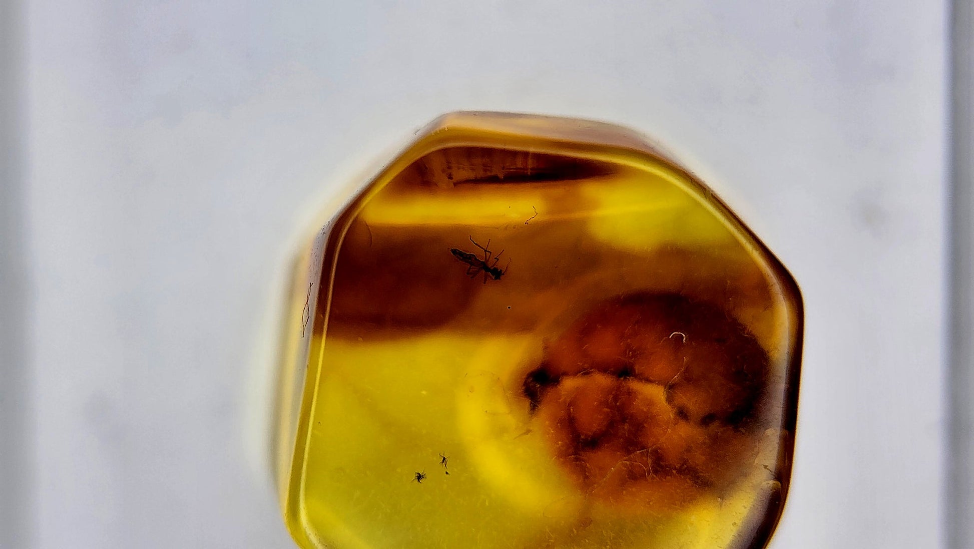 Insect Amber 40