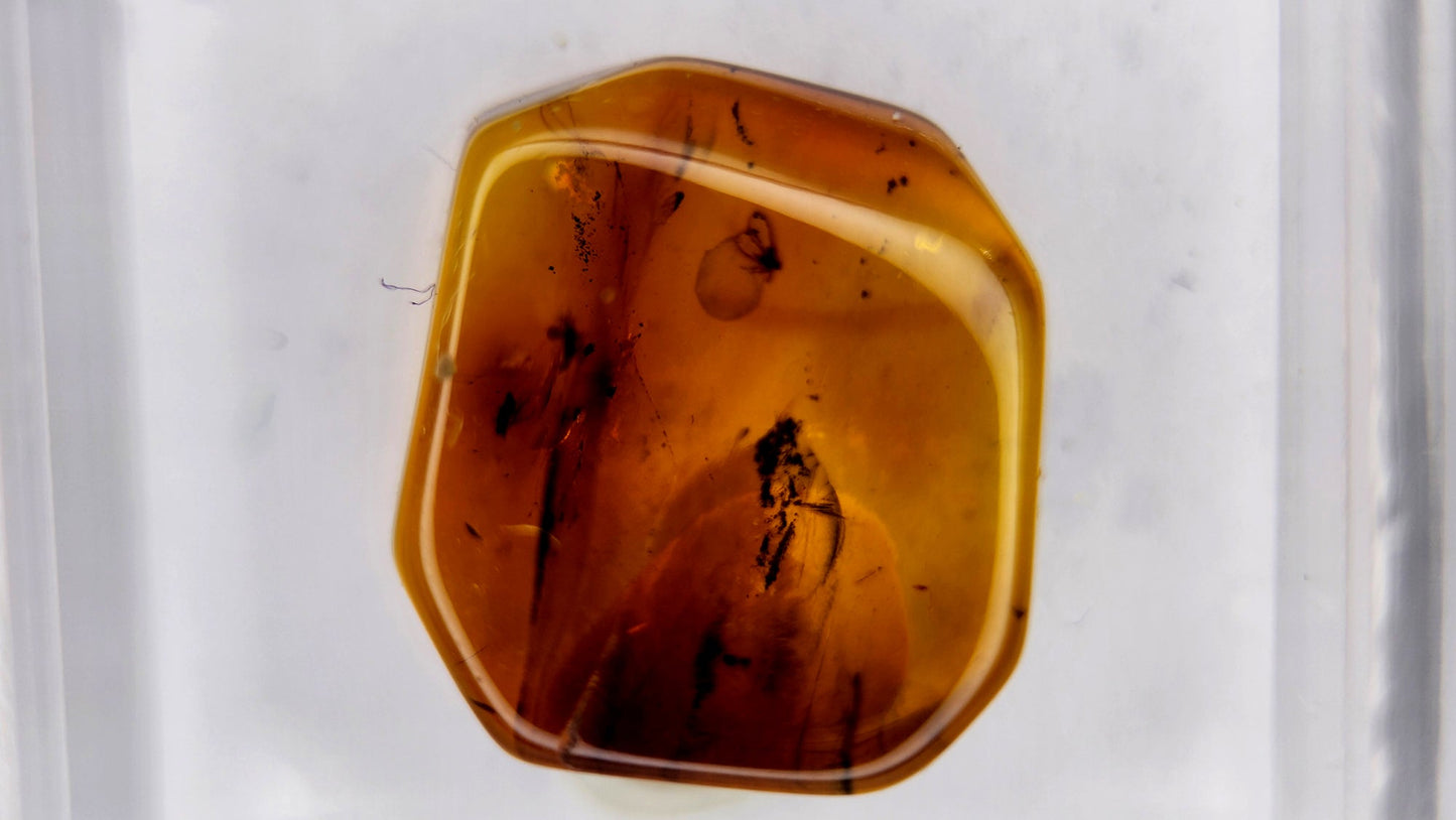 Insect Amber 41