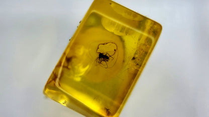 Insect Amber 42