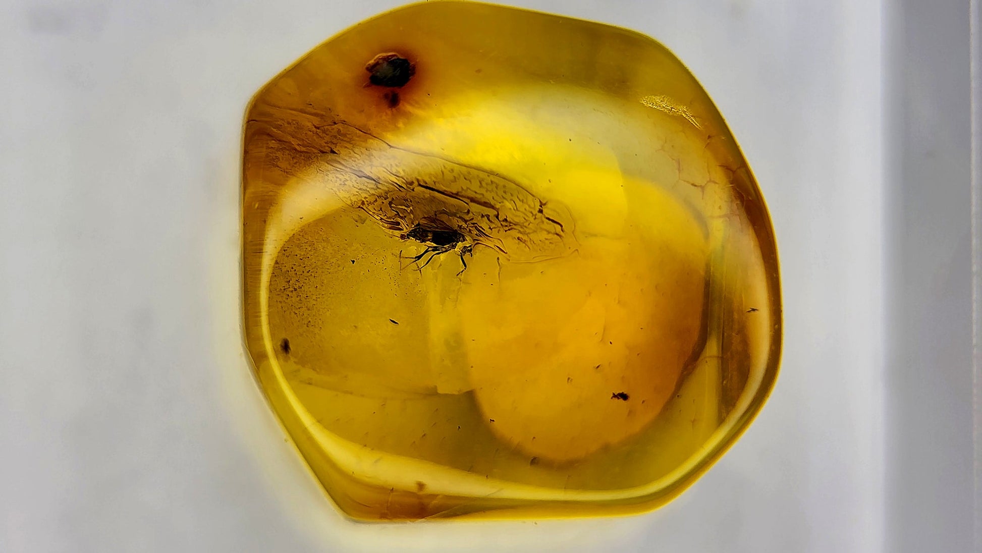 Insect Amber 44