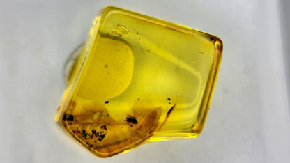 Insect Amber 45