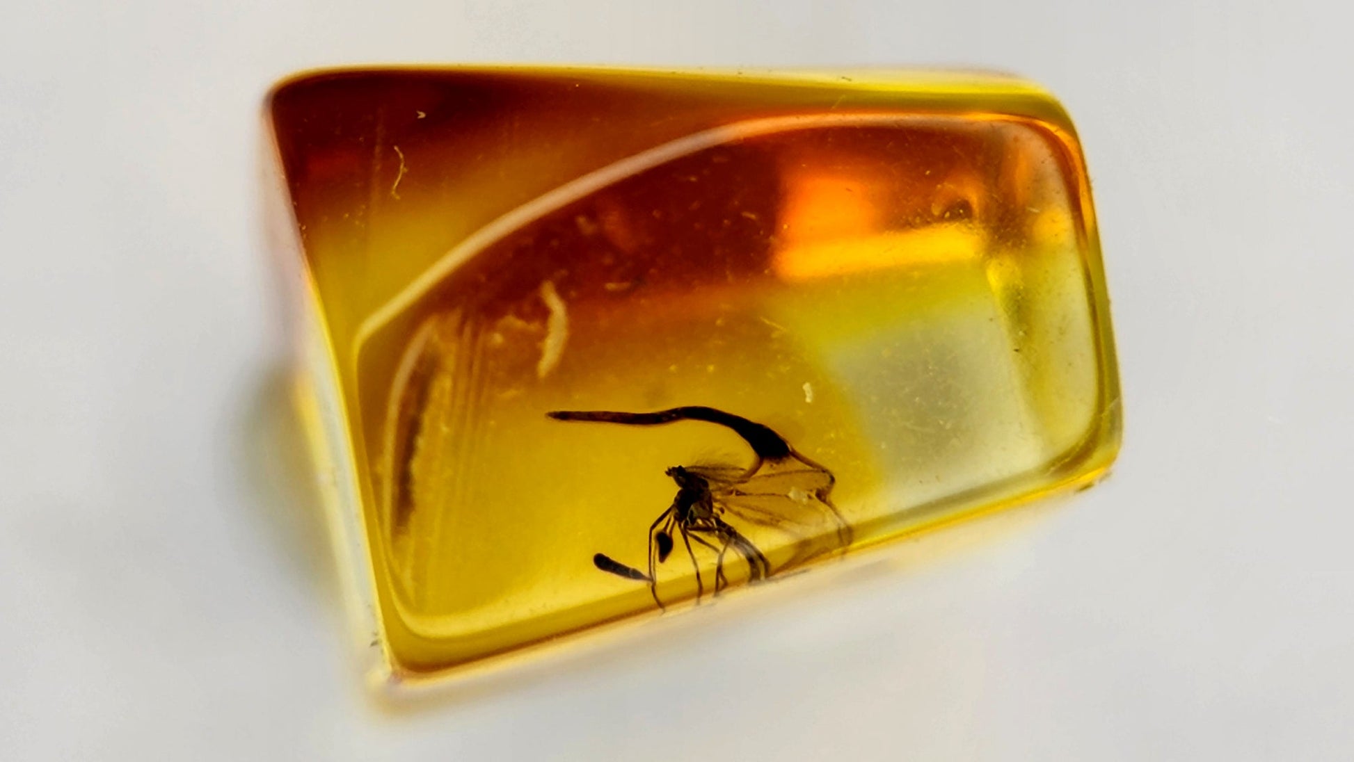Insect Amber 46
