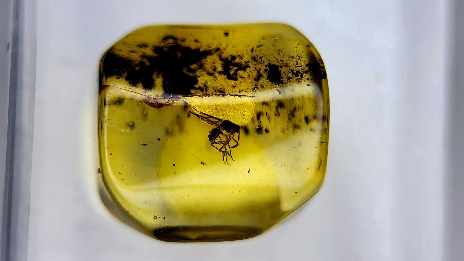 Insect Amber 47