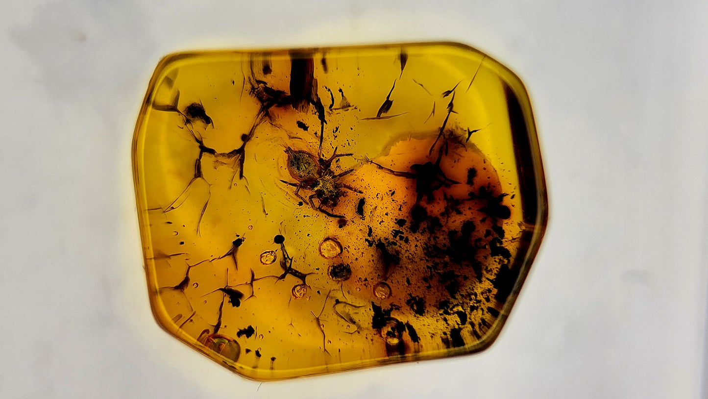 Insect Amber 48