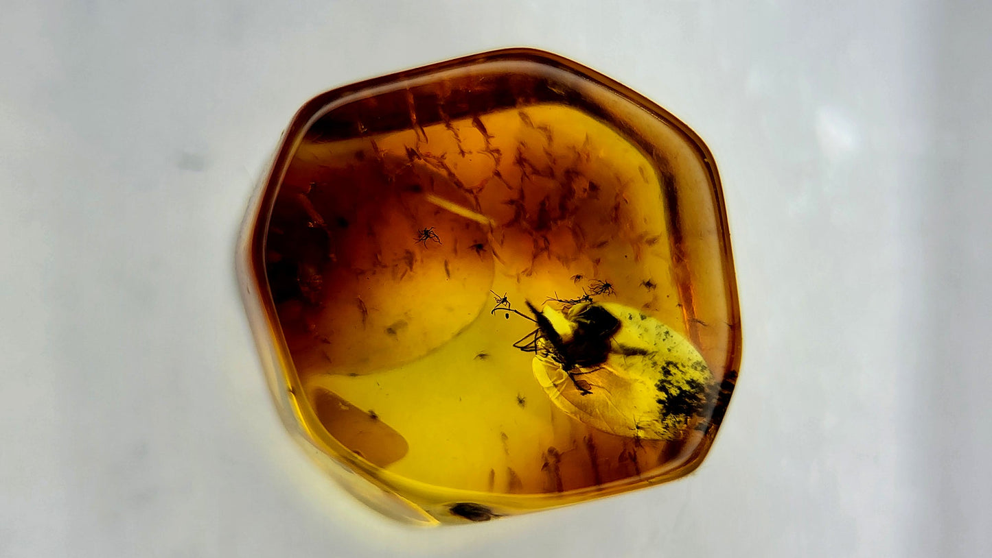 Insect Amber 49
