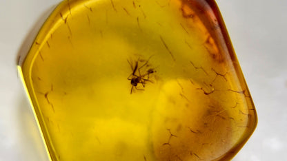 Insect Amber 5