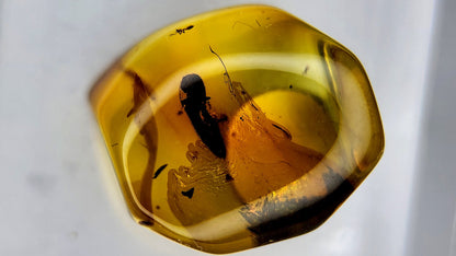 Insect Amber 50