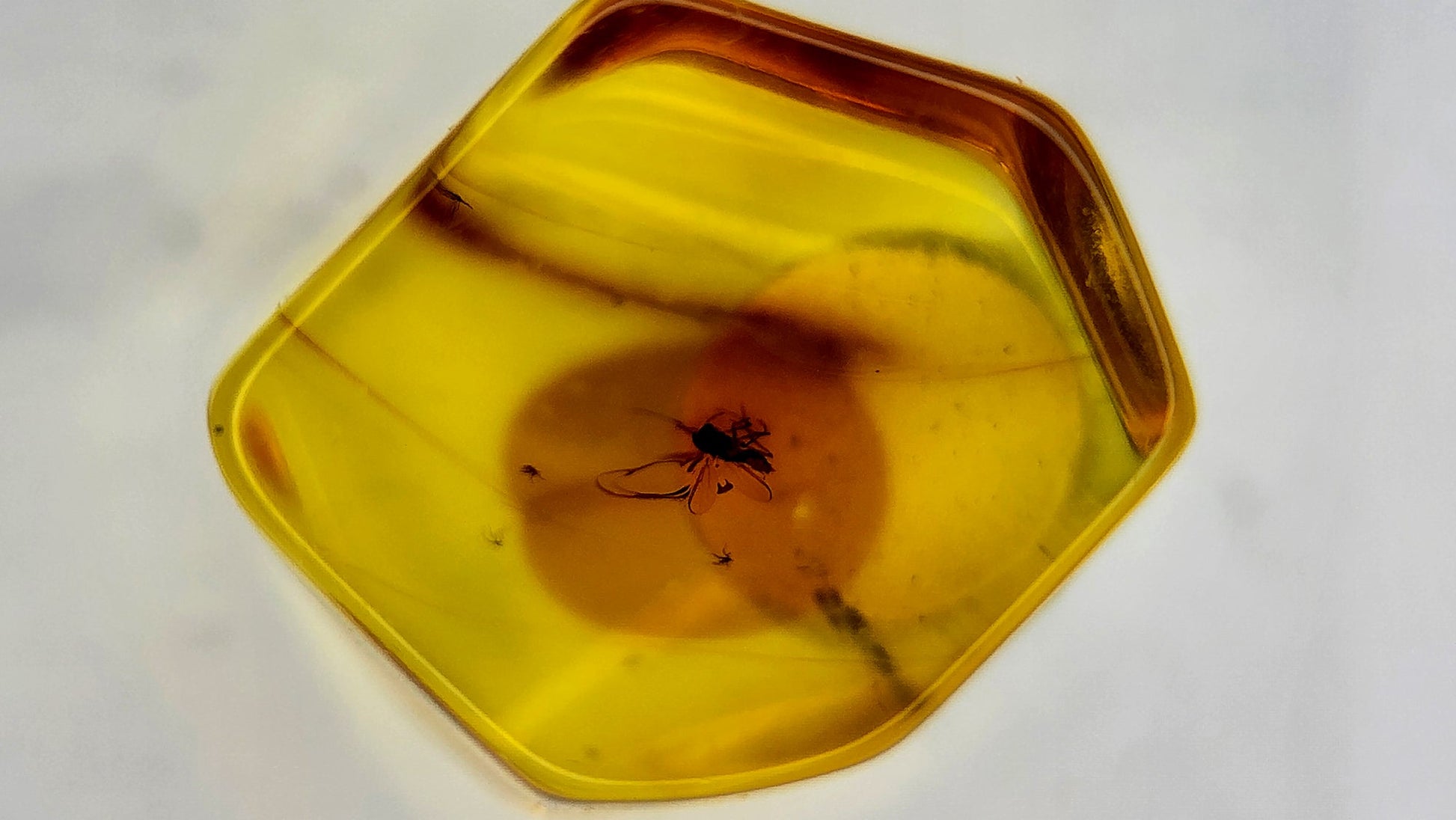 Insect Amber 52