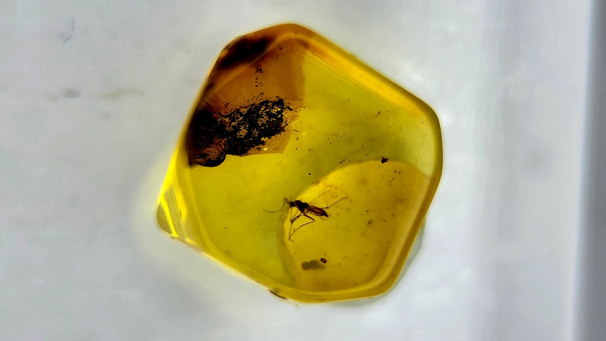 Insect Amber 53
