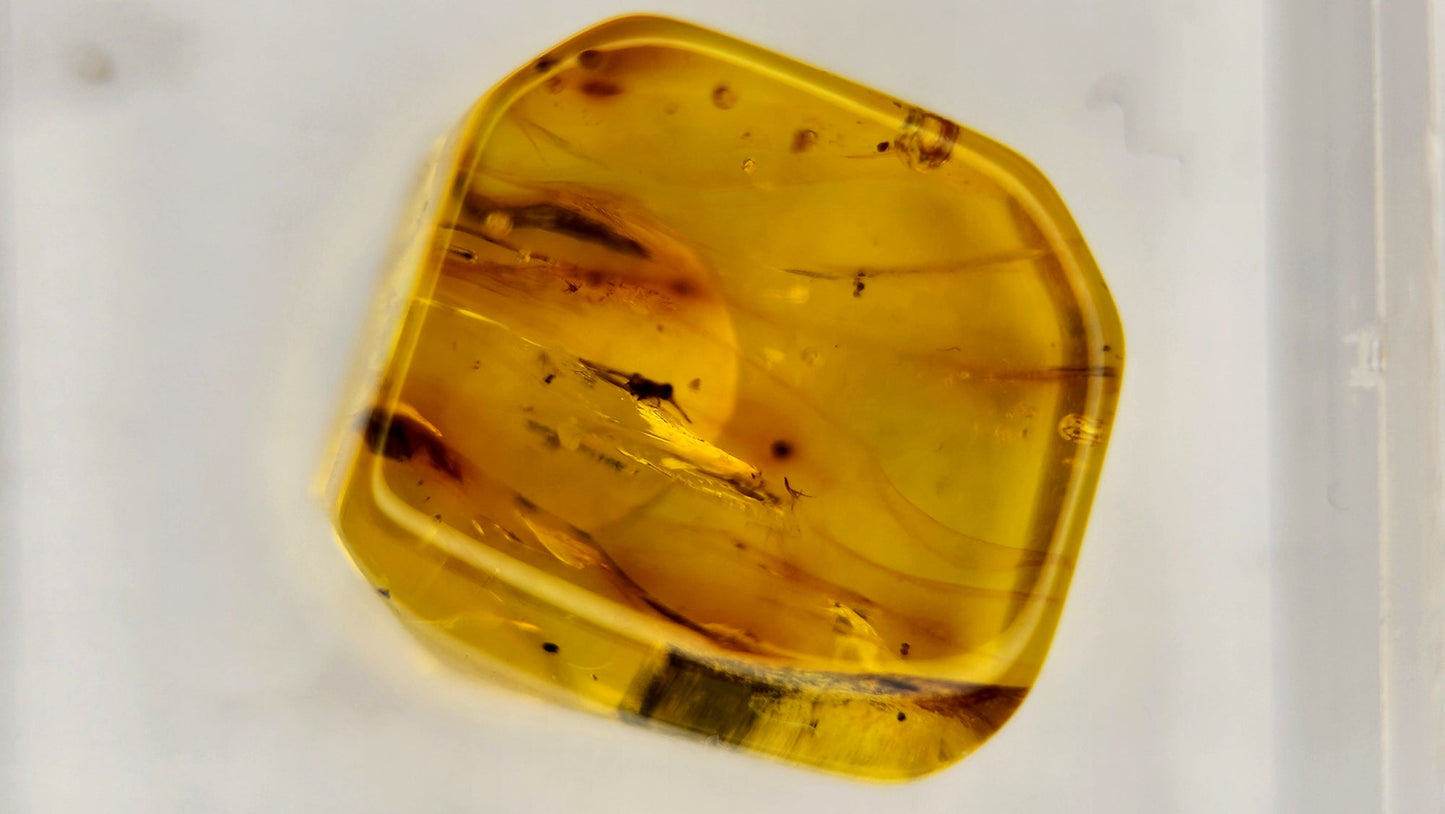 Insect Amber 54