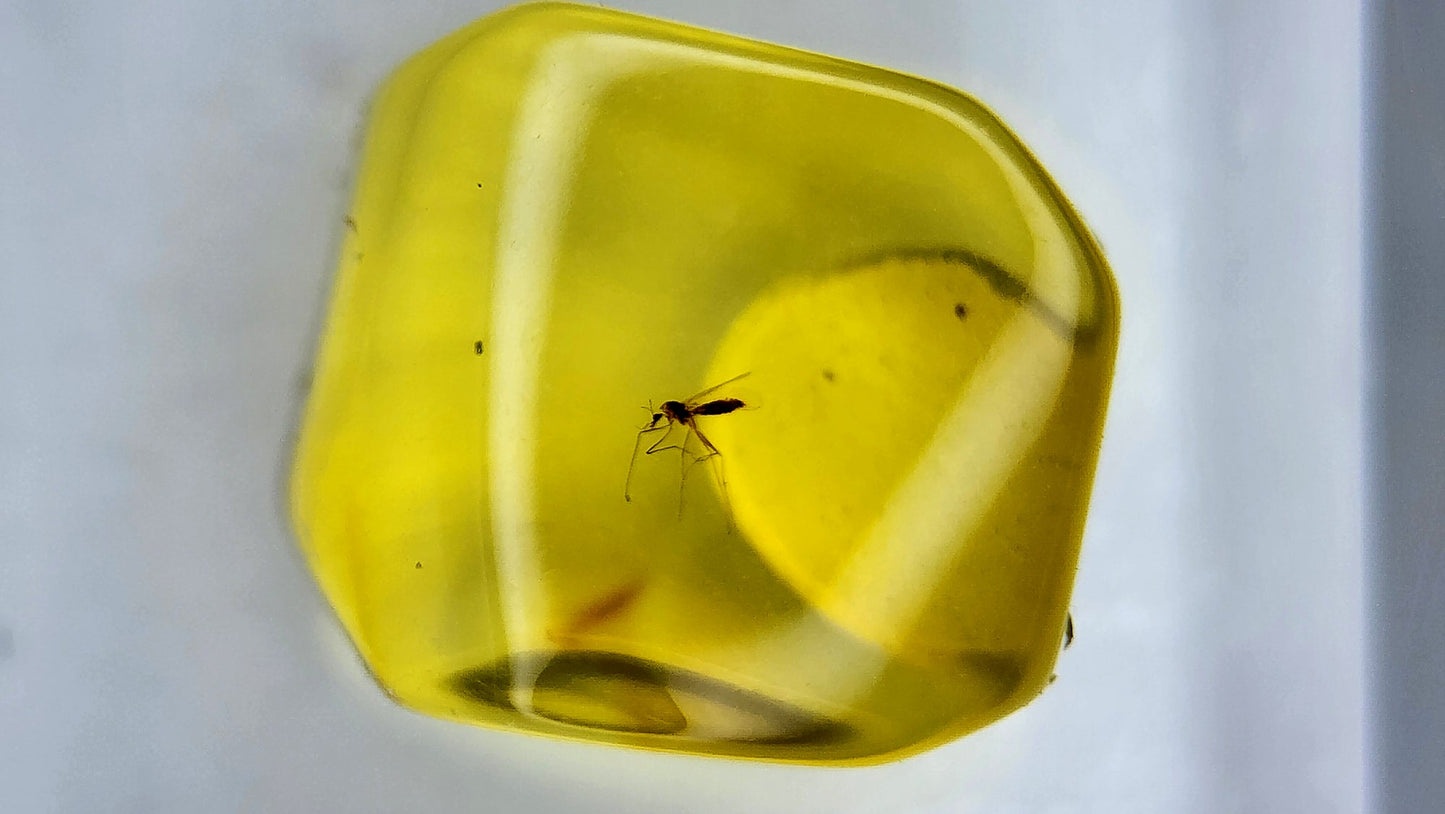 Insect Amber 57