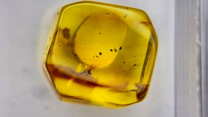 Insect Amber 58