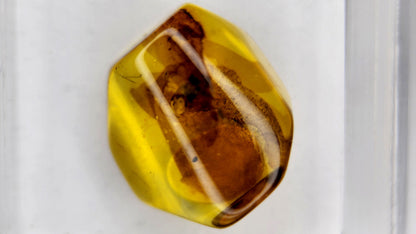 Insect Amber 59