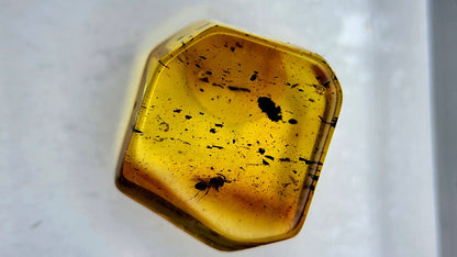 Insect Amber 6