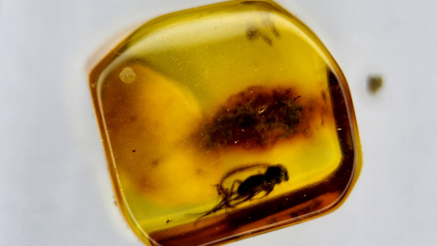Insect Amber 60