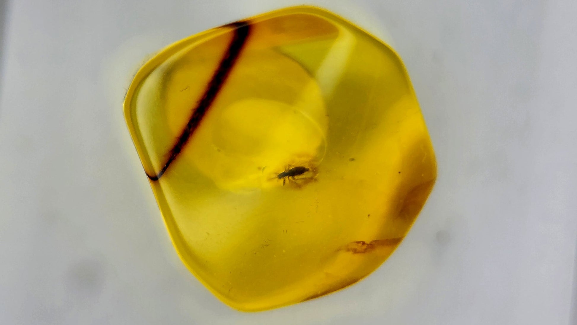 Insect Amber 61