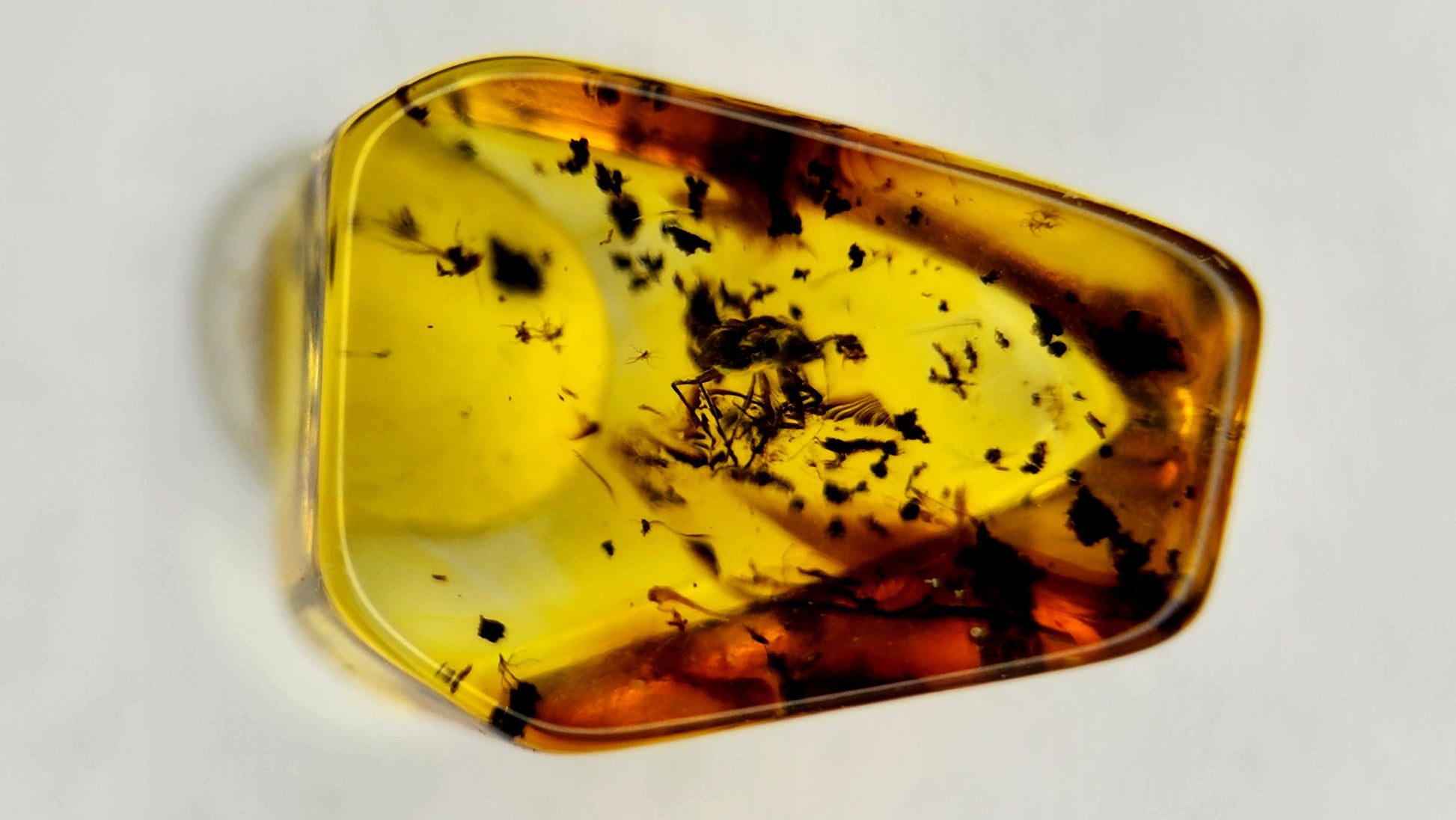 Insect Amber 62